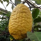 Etrog Citron Tree, 1-2 feet tall, grafted, No Ship Az, Ca, Fl, La, Tx, Hi, Ak