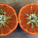 Fairchild Mandarin, 1-2 feet tall, grafted, No Ship Az, Ca, Fl, La, Tx, Hi