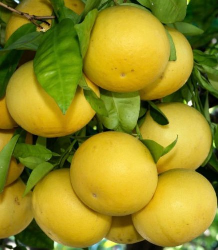Duncan Grapefruit Tree, 1-2 ft. tall, grafted, No Ship Az, Ca, Fl, La, Tx, Hi Ak