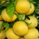 Duncan Grapefruit Tree, 1-2 ft. tall, grafted, No Ship Az, Ca, Fl, La, Tx, Hi Ak
