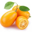 Nagami Kumquat Tree, Size 1-2 ft. tall No Ship to Ca, Az, Nv, HI, Fl, La, Tx