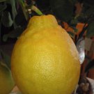 California only!! Ponderosa Lemon Semi Dwarf Tree, 18-36 inches tall, grafted