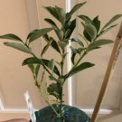 Centennial Variegated Kumquat Citrus Tree, 1-2 feet tall, grafted