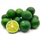 Sudachi Citrus Tree 1-2 feet tall, grafted, Can not ship to Az, Ca, Fl, La, Tx