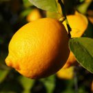 Lisbon Lemon Tree, 1-2 feet tall, grafted, No Ship Az, Ca, Fl, La, Tx, Hi, Ak