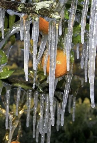 California only!! Miho Wase Hardy Mandarin Orange, 1-2 feet tall, grafted