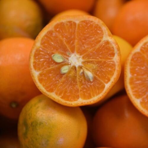 California only! Kinnow Semi-Dwarf Mandarin Tree 18-36