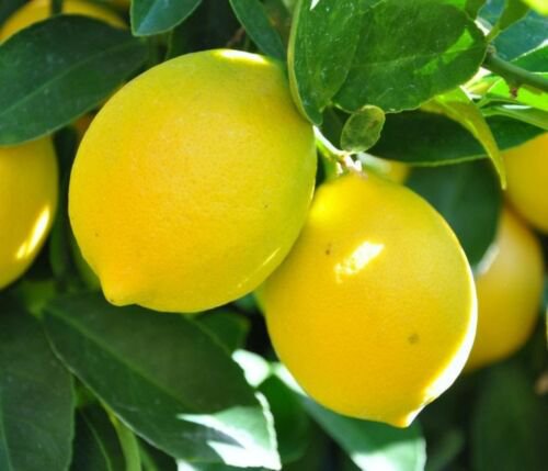 California only! Improved Meyer Semi-Dwarf Lemon 18-36 inches tall, grafted