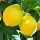 California only! Improved Meyer Semi-Dwarf Lemon 18-36 inches tall, grafted