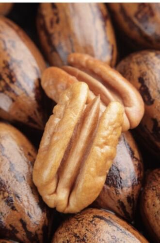 Cape Fear Pecan Tree 4-5 ft, Bare root, No Ship to CA, January-April