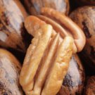 Cape Fear Pecan Tree 4-5 ft, Bare root, No Ship to CA, January-April
