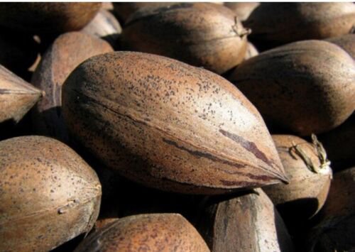 Desirable Pecan Tree 4-5 ft, Grafted, Bare root, No Ship to CA, January-April