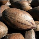 Desirable Pecan Tree 4-5 ft, Grafted, Bare root, No Ship to CA, January-April