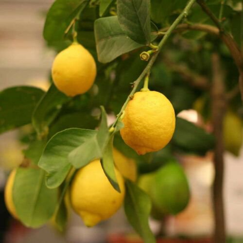 Eureka Lemon Tree, 1-2 feet tall, grafted, No Ship Az, Ca, Fl, La, Tx, Hi, Ak