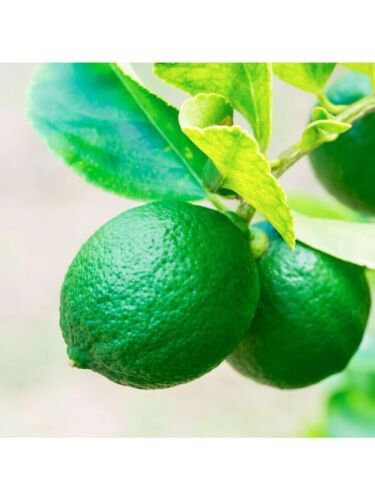One Persian Lime Tree, 1-2 feet tall, grafted, No Ship Az, Ca, Fl, La, Tx