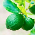 One Persian Lime Tree, 1-2 feet tall, grafted, No Ship Az, Ca, Fl, La, Tx