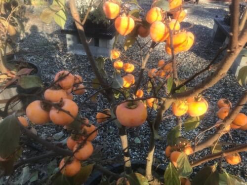 Persimmon, Egg-Shaped from China 1-2 ft. Tall no ship to CA