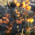 Persimmon, Egg-Shaped from China 1-2 ft. Tall no ship to CA