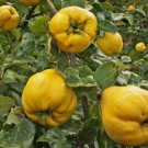 Aromatnaya Quince 1 gal 1-2 ft. No Ship to HI, CA, AK
