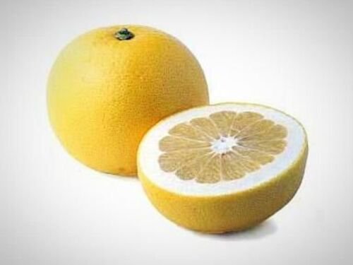 California only!! Oro Blanco Grapefruit Tree, 1-2 feet tall, grafted