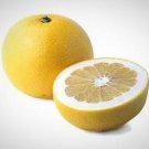 California only!! Oro Blanco Grapefruit Tree, 1-2 feet tall, grafted