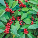 Winterberry Berry Poppins