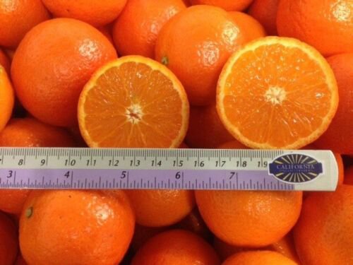 California only!! Page Mandarin Tree 18-36 inches tall, Grafted plant
