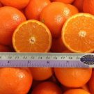 California only!! Page Mandarin Tree 18-36 inches tall, Grafted plant