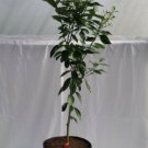 One Sunburst Tangerine Tree, 3 gallon container plant, No Ship Az Ca FL La TX