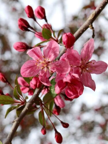 Robinson Crabapple #5 pot size 3-4 ft. tall, no ship to Ak, Az, Ca, Hi, Pr