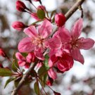 Robinson Crabapple #5 pot size 3-4 ft. tall, no ship to Ak, Az, Ca, Hi, Pr