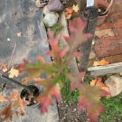 Northern American Red Oak Quercus Rubra 3-4 year old exact plant
