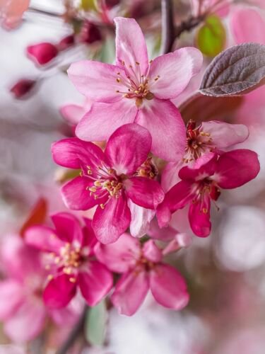 Profusion Crabapple #5 pot size 3-4 ft. tall, no ship to Ak, Az, Ca, Hi, Pr