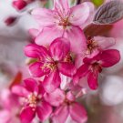 Profusion Crabapple #5 pot size 3-4 ft. tall, no ship to Ak, Az, Ca, Hi, Pr