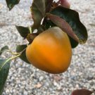 Diospyros kaki 'Steiermark' 1 gallon live plant 1-2 ft. Tall no ship to CA