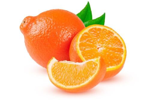 California only!! Minneola Tangelo Semi-Dwarf Tangelo Tree 1-2 ft. tall, grafted