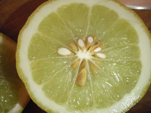 Florida shipping only! 1-2 ft. Ponderosa Lemon 1 Year old