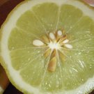 Florida shipping only! 1-2 ft. Ponderosa Lemon 1 Year old