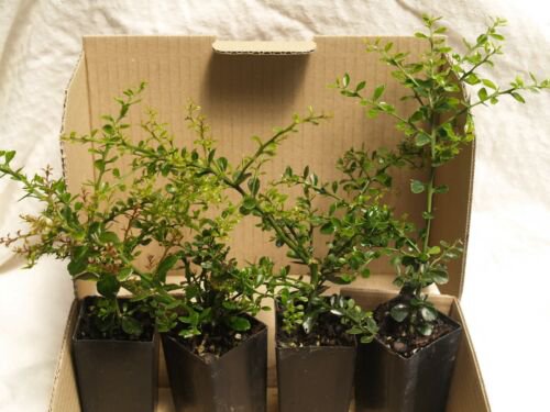 Australian Finger Lime Tree, 1-2 feet tall, No Ship Az, Ca, Fl, La, Tx