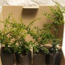 Australian Finger Lime Tree, 1-2 feet tall, No Ship Az, Ca, Fl, La, Tx