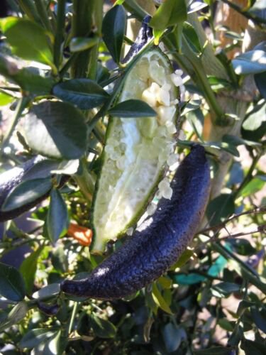 California only!! Australian Finger Lime Tree, 30-36 inches tall grafted plant.