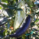 California only!! Australian Finger Lime Tree, 30-36 inches tall grafted plant.