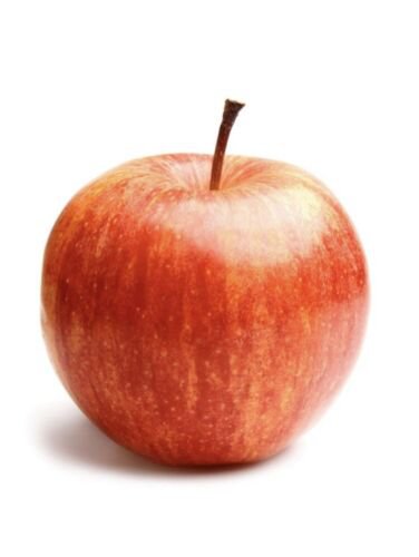 Honeycrisp Apple Tree 5-6', Bare root, No Ship to CA, January-April