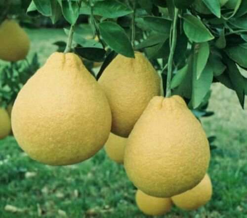 California only!! Valentine Pummelo Tree (1-2 feet), grafted