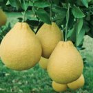 California only!! Valentine Pummelo Tree (1-2 feet), grafted