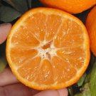California only!! Clementine de Nules Mandarin, 18-36