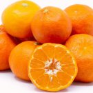 California only!! Tahoe Gold Semi-Dwarf Mandarin Tree 12-18 inches tall grafted