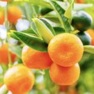 California only! Calamondin Calamansi Semi-Dwarf Tree, 18-36"" tall, grafted