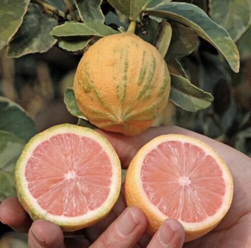 California only!! Variegated Pink Lemon Tree, 18-36 inches tall, grafted plant