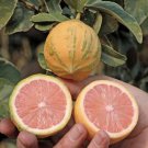 California only!! Variegated Pink Lemon Tree, 18-36 inches tall, grafted plant